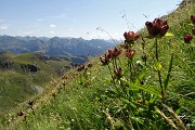 PONTERANICA CENTRALE (2372 m) in solitaria dai Piani dell'Avaro per i Laghetti di Ponteranica il 31 luglio 2017 - FOTOGALLERY